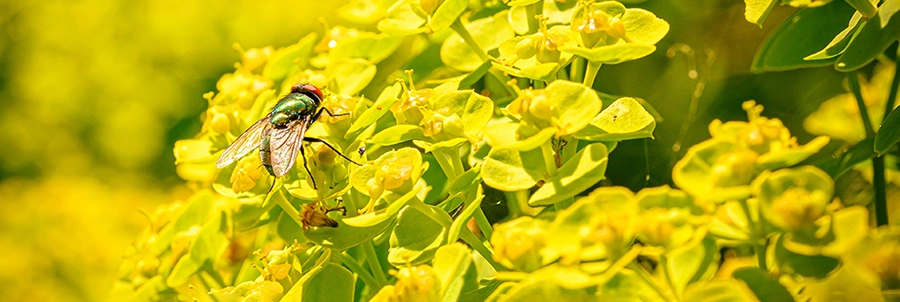 Ein gestochen scharfes Makrofoto einer Fliege mit transparenten Flügeln und komplexen Augen, die sich auf einer leuchtend gelbgrünen Blütenpflanze niedergelassen hat, was die feinen Details der Natur hervorhebt.